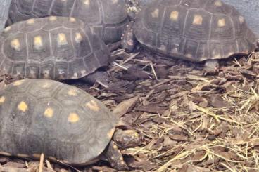 Schildkröten  kaufen und verkaufen Foto: 5 tortue Charbonnière adulte 1 mâle et 4 femelle 