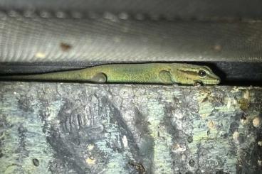 Geckos kaufen und verkaufen Foto: 0.1 Lygodactylus Williamsi - Himmelblauer Zwergtaggecko