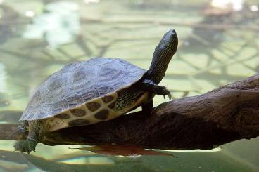 Sumpfschildkröten kaufen und verkaufen Foto: Mauremys sinensis - Chinesische Streifenschildkröte