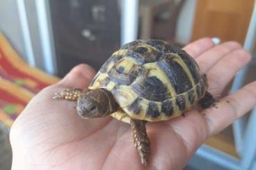 Landschildkröten kaufen und verkaufen Foto: Griechische Landschildkröte abzugeben