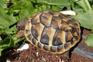Landschildkröten kaufen und verkaufen Foto: Kleine griechische Landschildkröten mit Cites-Papieren