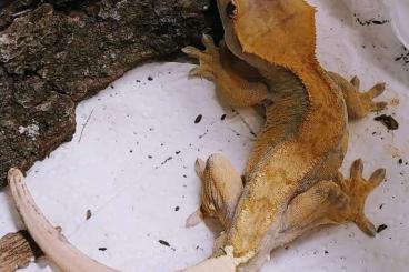 Geckos kaufen und verkaufen Foto: Kronengecko Correlophus cilliatus Nachzuchten Sept. 23