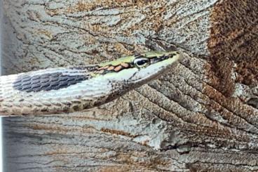 Schlangen kaufen und verkaufen Foto: Serpentarium Calden gibs ab: