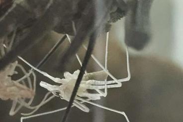 Spinnen und Skorpione kaufen und verkaufen Foto: Euphrynichus bacillifer ENZ