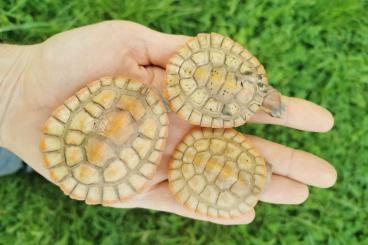 Sumpfschildkröten kaufen und verkaufen Foto: Albino Emydura subglobosa