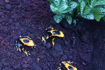 Pfeilgiftfrösche kaufen und verkaufen Foto: Poison dart frogs available