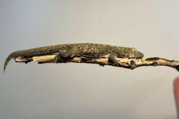 Geckos kaufen und verkaufen Foto: 1.0 Eurydactylodes occidentalis 