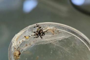 Spinnen und Skorpione kaufen und verkaufen Foto: Phidippus regius "white bahamas " Males FH5/6