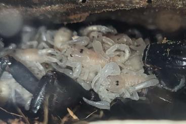 Skorpione kaufen und verkaufen Foto: Heterometrus laoticus Skorpionbabies