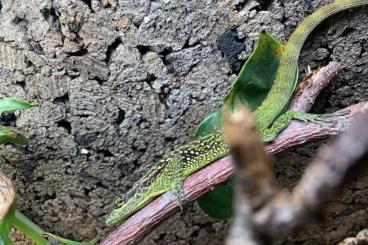 other lizards kaufen und verkaufen Photo: Anolis roquet summus, adult pair and juveniles