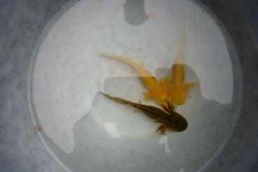 newts and salamanders kaufen und verkaufen Photo: Axolotl NZ 2023 15cm groß Ambystoma mexicanum