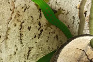 Geckos kaufen und verkaufen Foto: Phelsuma nigristriata 2.1.1 abzugeben
