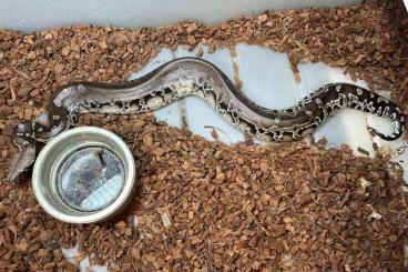 Pythons kaufen und verkaufen Foto: 1,1 Sumatran short-tailed