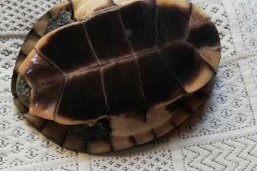Turtles and Tortoises kaufen und verkaufen Photo: Mesoclemmys gibba (Buckelschildkröte)