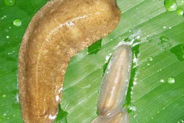 Schnecken kaufen und verkaufen Foto: Veronicella sloanei - Pancace slug