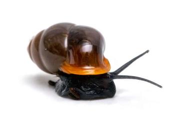Schnecken kaufen und verkaufen Foto: Snails and slugs for Hamm