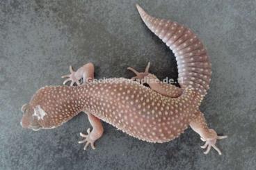 Geckos kaufen und verkaufen Foto: Leopardgecko Midnight Blizzard Männchen Weibchen