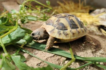 Tortoises kaufen und verkaufen Photo: Biete Nachzuchten 2023 der Griechischen Landschildkröte (THB)