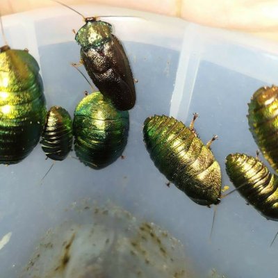 Insects kaufen und verkaufen Photo: Roaches                     