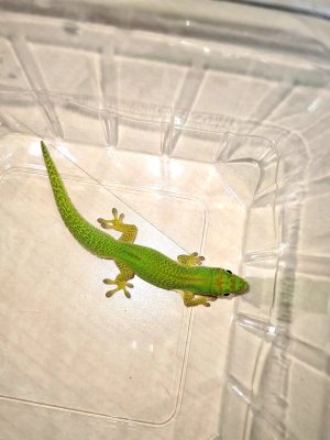 Lizards kaufen und verkaufen Photo: Phelsuma serraticauda 0.4 von Mai und Juni