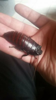 Insects kaufen und verkaufen Photo: Gromphadorrhina oblongonata - Fauchschabe10 Stück gemischt 10€