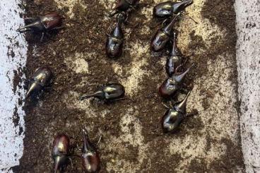 Insekten kaufen und verkaufen Foto: Xylotrupes gideon sumatrensis Männchen Insekten kaufen und verkaufen Foto: Xylotrupes gideon sumatrensis Männchen
