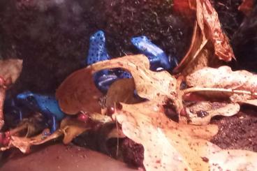 frogs kaufen und verkaufen Photo: Verkaufe Dendrobates tinctorius azureus