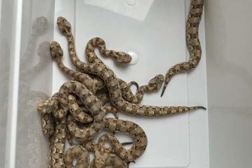 Venomous snakes kaufen und verkaufen Photo: Bitis caudalis ruitme 2023