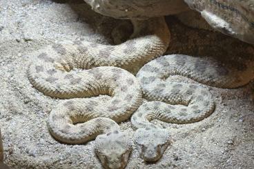 Venomous snakes kaufen und verkaufen Photo: Cerastes cerastes nc 2023 
