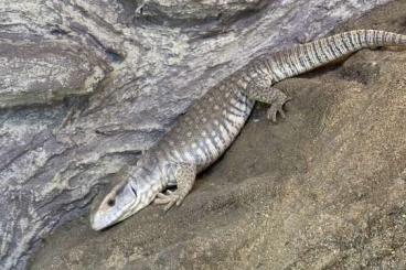 Monitor lizards kaufen und verkaufen Photo: Steppenwaran in Liebevolle hände abzugeben 