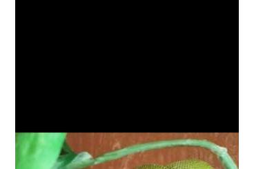 Pythons kaufen und verkaufen Photo:  1.0 Morelia azurea utaraensis cb.16