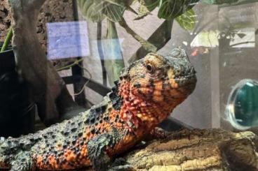 andere Echsen kaufen und verkaufen Foto: 1.1 Shinisaurus Crocodilurus andere Echsen kaufen und verkaufen Foto: 1.1 Shinisaurus Crocodilurus