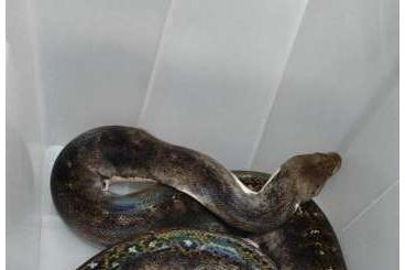 Snakes kaufen und verkaufen Photo: Retics reduction because of health problems :(