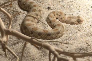 Venomous snakes kaufen und verkaufen Photo: 0.1 bitis caudalis CB22 from ruimte