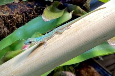 Geckos kaufen und verkaufen Photo: Phelsuma guttata 1.0, Taggecko 