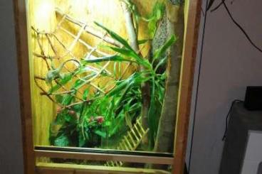 Lizards kaufen und verkaufen Photo: Iguana iguana Nz 2021 spät Sommer 