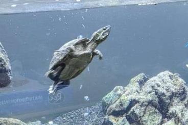 Turtles kaufen und verkaufen Photo: Moschusschildkröte ca. 8 Jahre alt evtl. mit Aquarium
