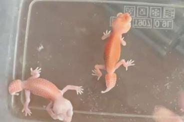 Geckos kaufen und verkaufen Photo: nephrurus pilbarensis albino patternless