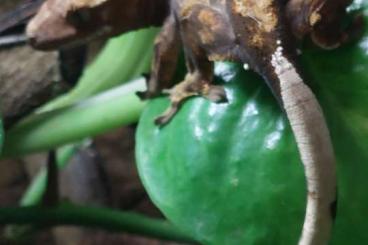 Geckos kaufen und verkaufen Photo: Junge Kronengeckos abzugeben 