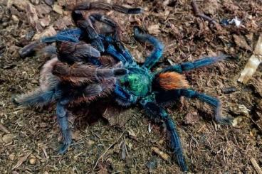 - bird spiders kaufen und verkaufen Photo: Tarantula’s to trade/swap