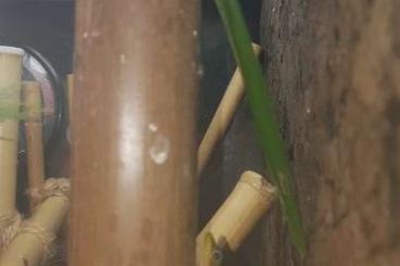 Geckos kaufen und verkaufen Photo: Phelsuma Laticauda ( Goldstaubtaggecko )