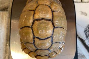 Tortoises kaufen und verkaufen Photo: 1.2 Testudo Kleimanni adult