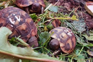 Landschildkröten kaufen und verkaufen Foto: Griechische Landschildkröte aus Zucht zu verkaufen 