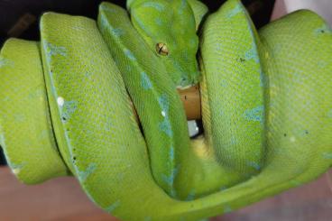Pythons kaufen und verkaufen Foto: 1.1 Morelia viridis sorong