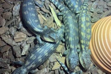 Lizards kaufen und verkaufen Photo: Tiliqua nigrolutea lowland