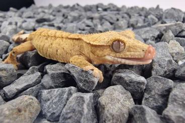Geckos kaufen und verkaufen Photo: Kronengecko ENZ 2022 (vers. Farbformen)