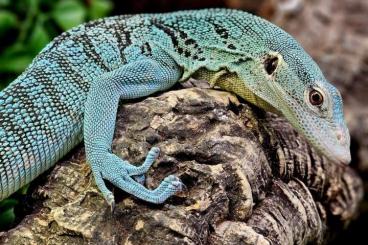 Monitor lizards kaufen und verkaufen Photo: Suche Varanus Prasinus-Kordensis 0.1