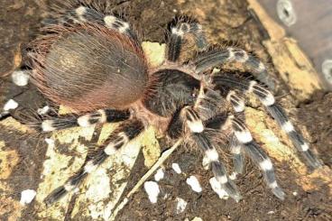 - bird spiders kaufen und verkaufen Photo: Acanthoscurria geniculata