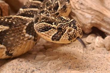 Giftschlangen kaufen und verkaufen Foto: 1,2 Bitis arietans Puffotter Giftschlangen kaufen und verkaufen Foto: 1,2 Bitis arietans Puffotter