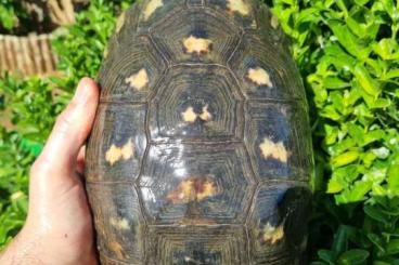 Landschildkröten kaufen und verkaufen Foto: Sardinian Marginata for sale